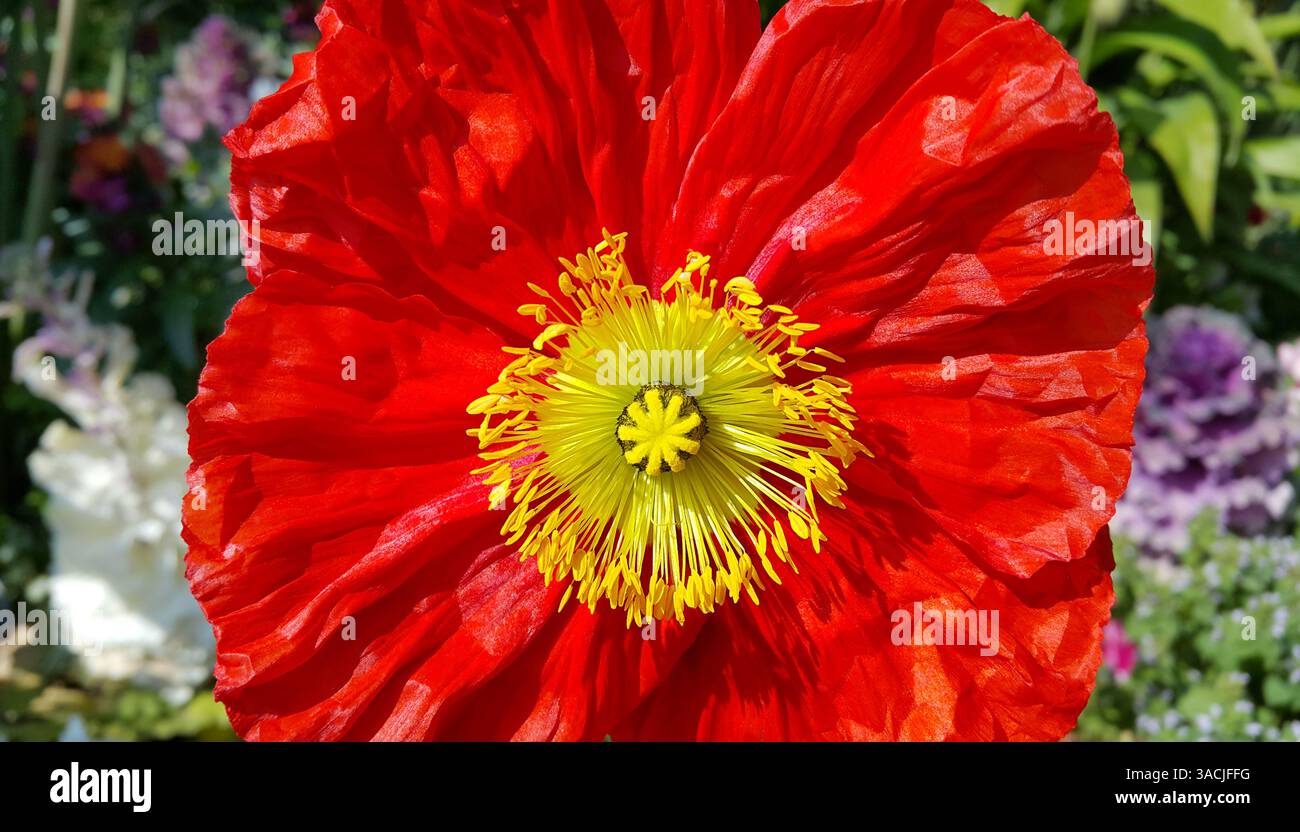Bellissimo papavero rosso brillante primo piano Foto Stock