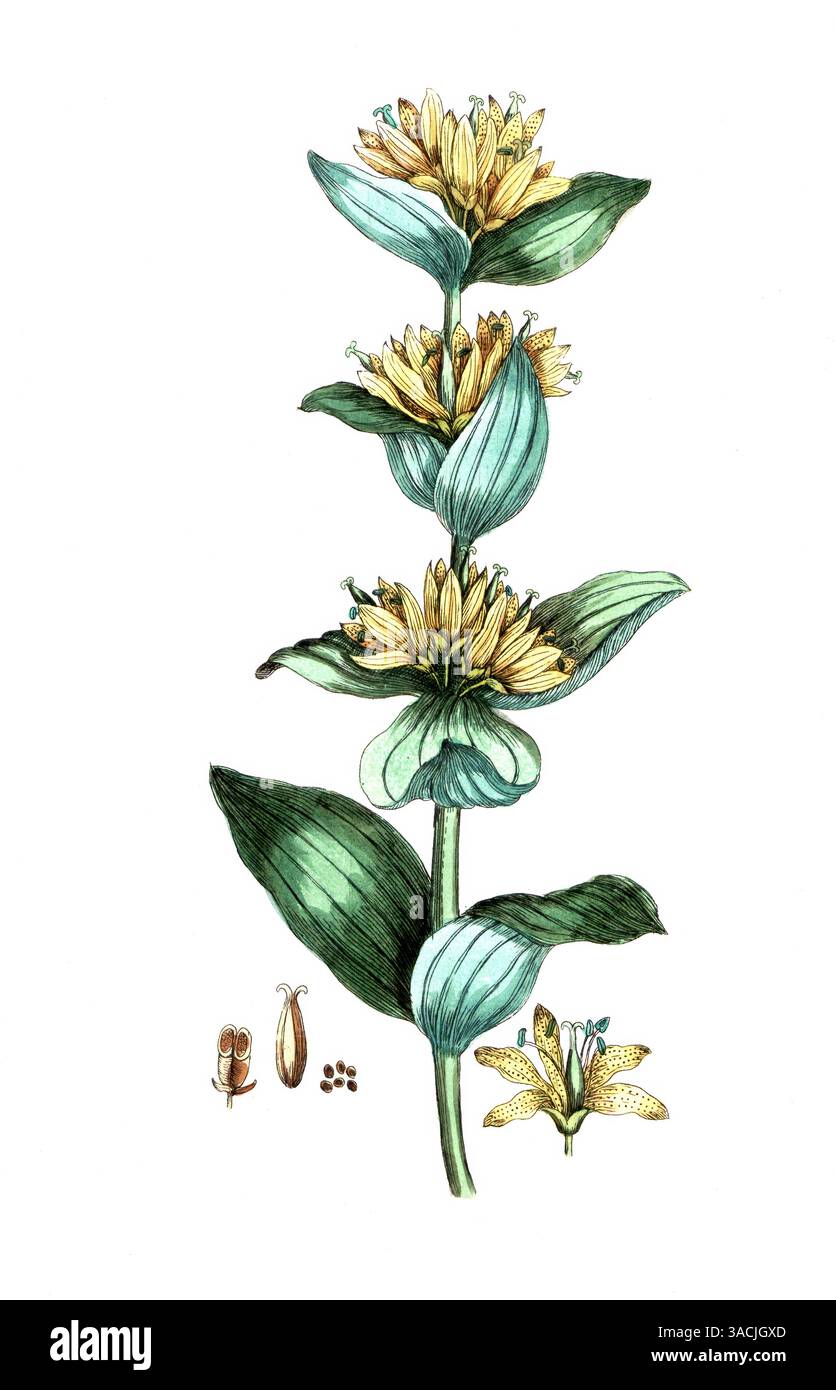 Gentiana lutea, Gelber Enzian, digitale Reproduktion einer historischen Vorlage, zwischen 1790 bis 1810, Botanica Pharmaceutica von Andreas Friedrich Foto Stock