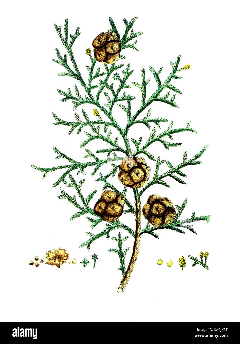 Cypressus sempervirens, Mittelmeer-Zypresse, auch Säulen-Zypresse, echte Zypresse, Italienische Zypresse oder Trauer-Zypresse, digitale Reproduktion e Foto Stock
