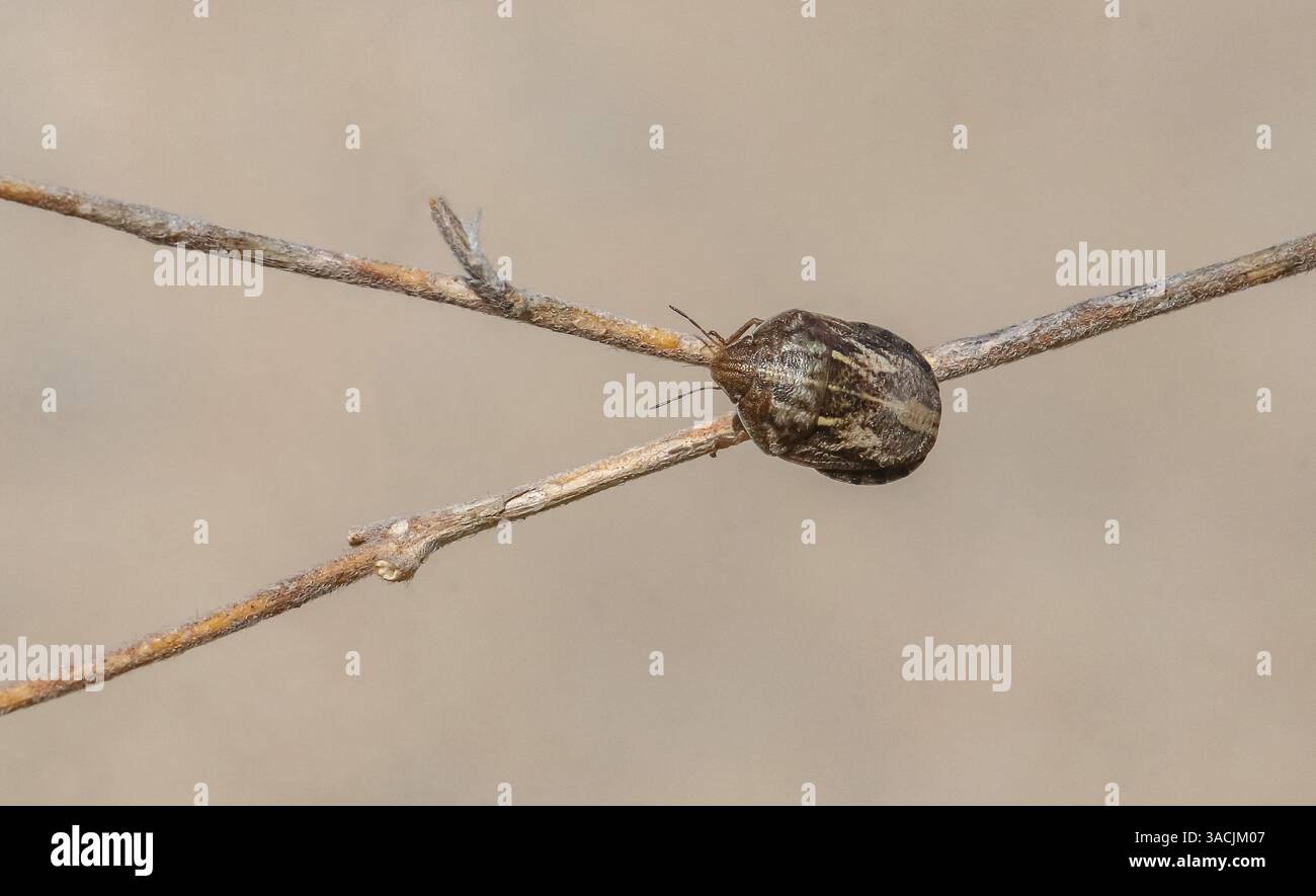 Eurygaster testudinaria è noto come un insetto dannoso per le terre agricole. Foto Stock