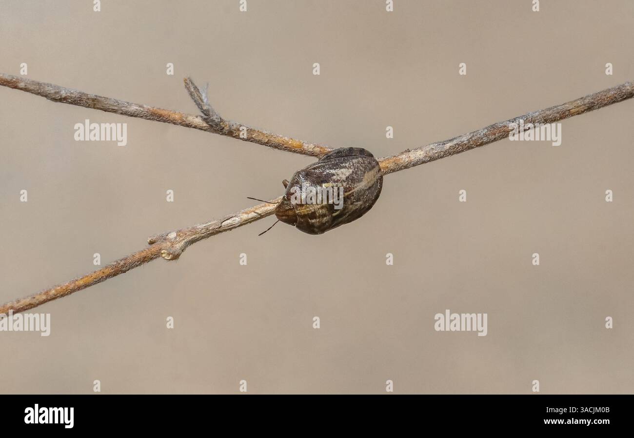 Eurygaster testudinaria è noto come un insetto dannoso per le terre agricole. Foto Stock