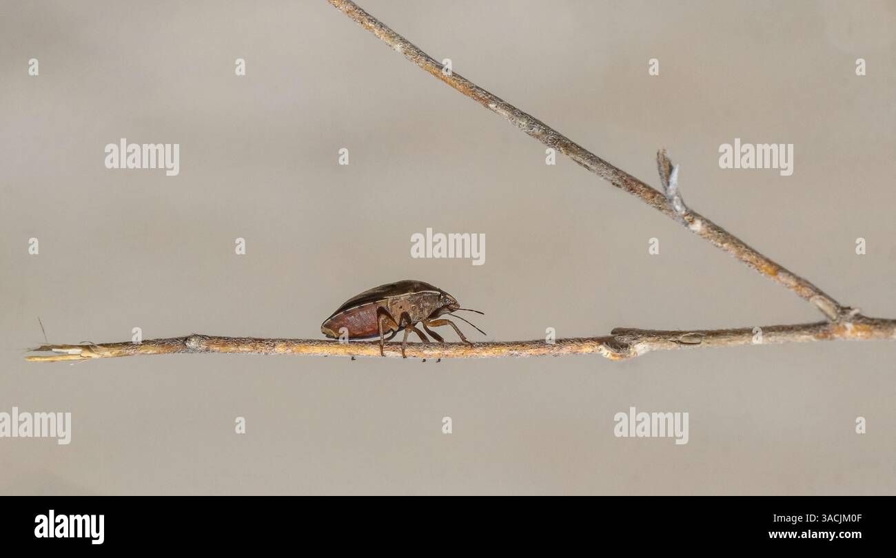 Eurygaster testudinaria è noto come un insetto dannoso per le terre agricole. Foto Stock