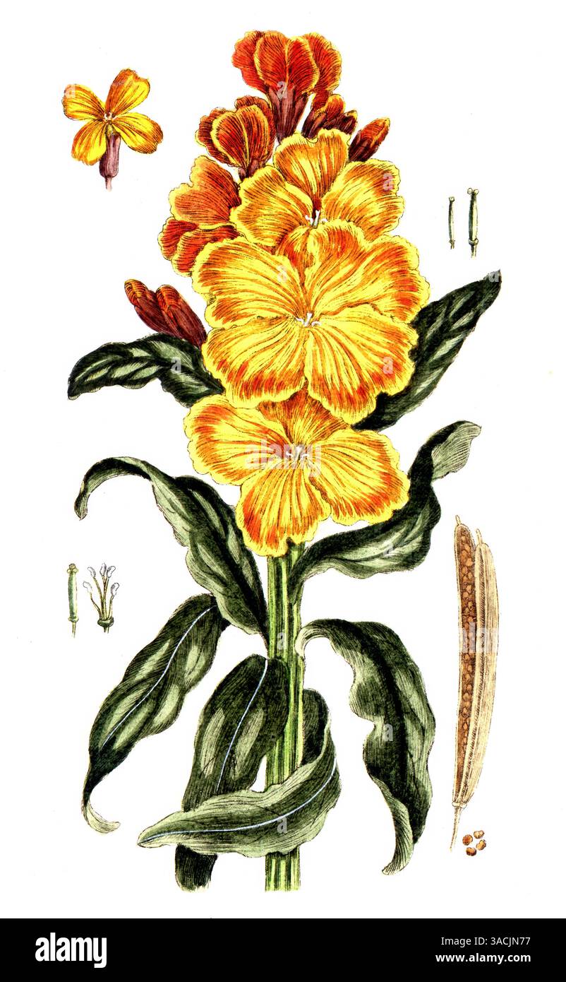 Cheiranthus cheiri, Erysimum cheiri, Goldlack, digitale Reproduktion einer historischen Vorlage, zwischen 1790 bis 1810, Botanica Pharmaceutica von An Foto Stock