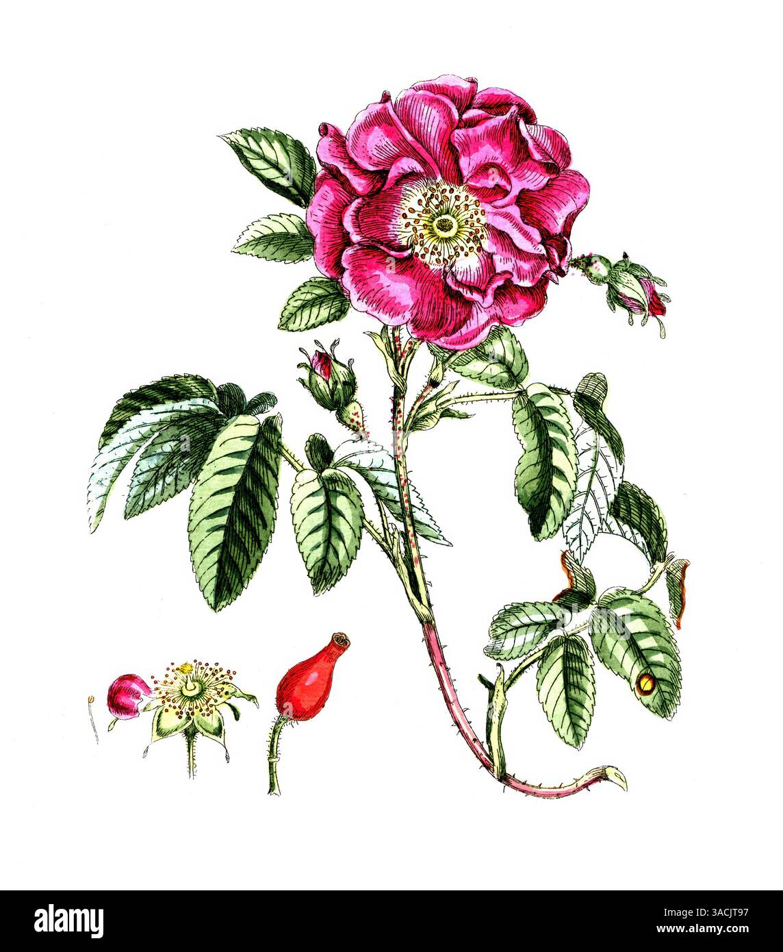 Rosa gallica, Essig-Rose, auch gallica-Rose, digitale Reproduktion einer historischen Vorlage, zwischen 1790 bis 1810, Botanica Pharmaceutica von Andr Foto Stock