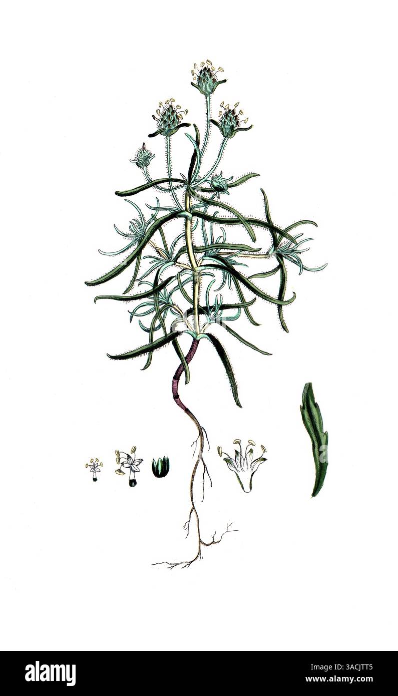 Plantago afra, sinonimo Plantago psyllium, Flohsamen-Wegerich, digitale Reproduktion einer historischen Vorlage, zwischen 1790 bis 1810, Botanica Pharm Foto Stock