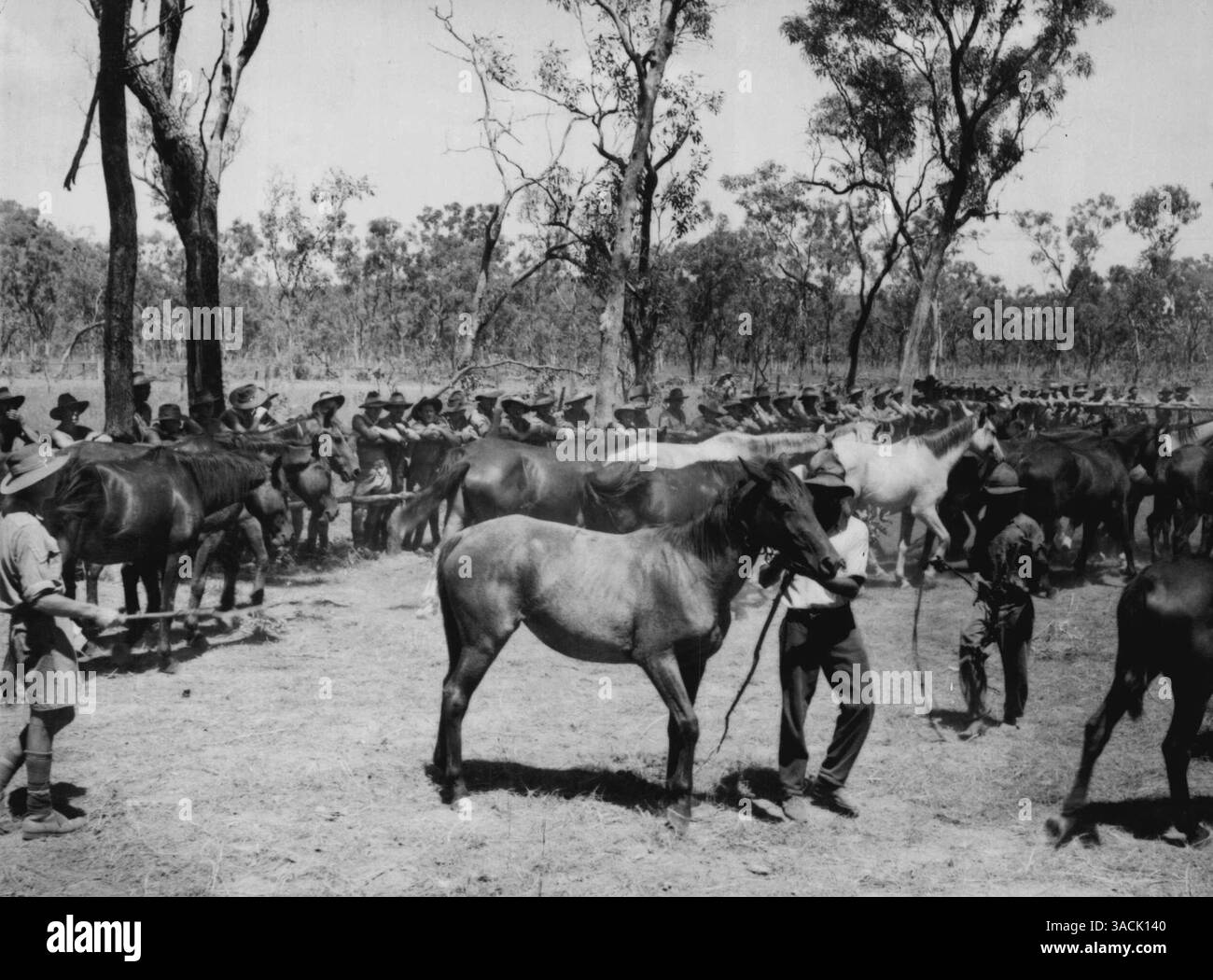 Commonwealth dell'Australia. Da qualche parte in Australia: Le truppe tengono una gara di picnic in cui è stato deciso il Bus Derby. Il giorno prima che la gara si tenesse, i cavalli furono portati da una delle stazioni e messi all'asta alle truppe. L'acquirente del cavallo divenne il proprietario-allenatore, e aveva il diritto di selezionare il proprio fantino. I proventi delle vendite di cavalli sono stati utilizzati come premio in denaro per la riunione di gara. Mentre i produttori di libri non erano autorizzati a operare, fu fornita una 5/- tote, il 10% degli investimenti diretti al Fondo di Guerra Prisoners of War. Il vincitore del Bush Derby è stato Pipe Droam, classificato nella gara B. Foto Stock