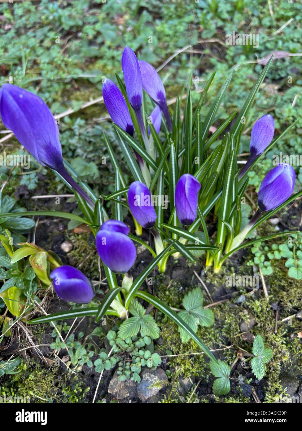 Crocus Flowers (crocus sativus) nel giardino sul retro febbraio inverno - Immagine stock catturata con smartphone
