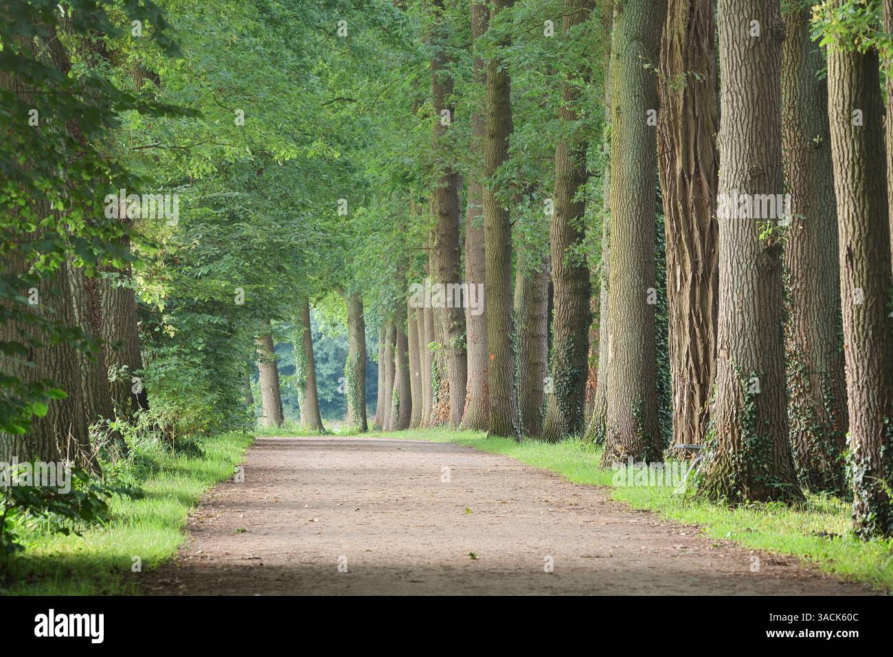 Oak Tree Avenue, Renania settentrionale-Vestfalia, Germania | Eichenallee, Nordrhein-Westfalen, Deutschland Foto Stock