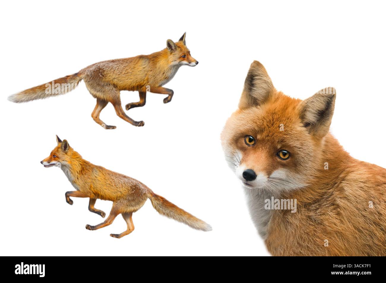 fox isolato su sfondo bianco Foto Stock