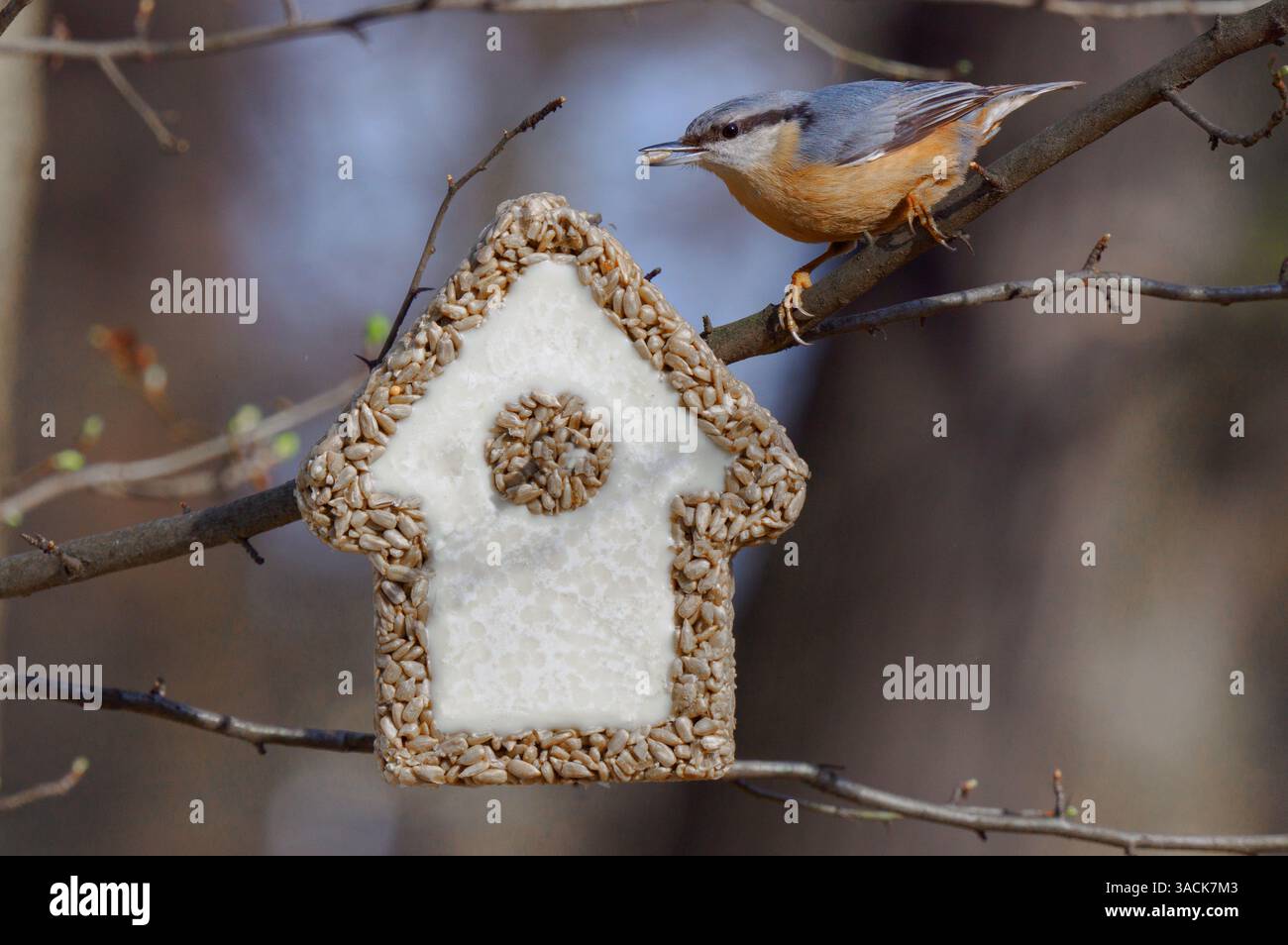 nuthatch vicino alla casa con semi per dare da mangiare agli uccelli in inverno Foto Stock