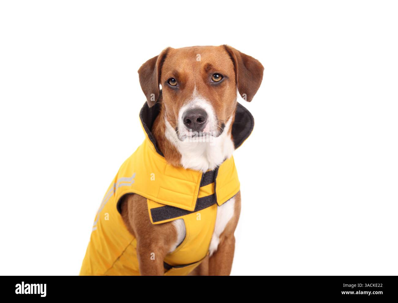 Cane con impermeabile o giacca invernale per la stagione delle piogge. Simpatico cucciolo marrone seduto mentre indossa una giacca impermeabile gialla regolabile. 2 anni Foto Stock