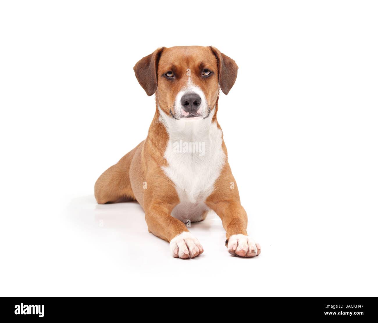 Cane isolato disteso con zampe allungate. Cane da cucciolo rilassato in divertente posizione di splooting. Linguaggio del corpo serio o in attesa. Harrie, donna di 2 anni Foto Stock