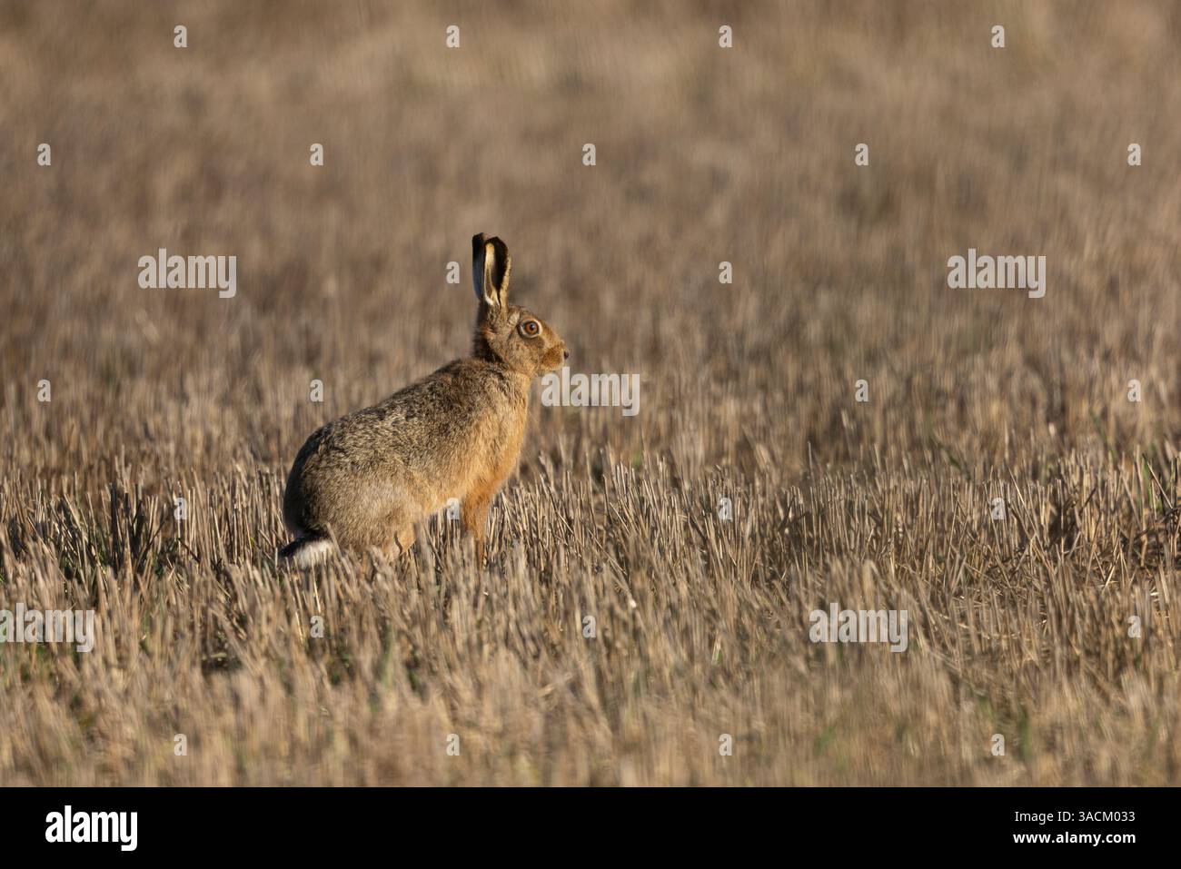 Vista laterale di un coniglio selvatico (Lepus europaeus) in atteggiamento vigile in un campo raccolto all'inizio della primavera. Foto Stock