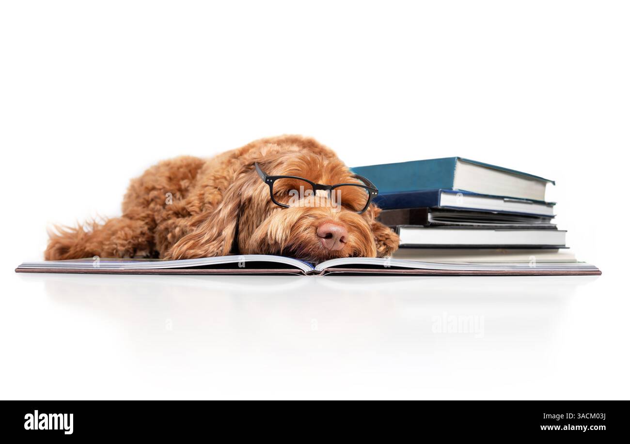 Cane intelligente che dorme sul libro accanto ai libri mentre indossi gli occhiali. Studente di cucciolo stanco o sopraffatto dallo studio per un esame o per un periodo medio. Donna Foto Stock