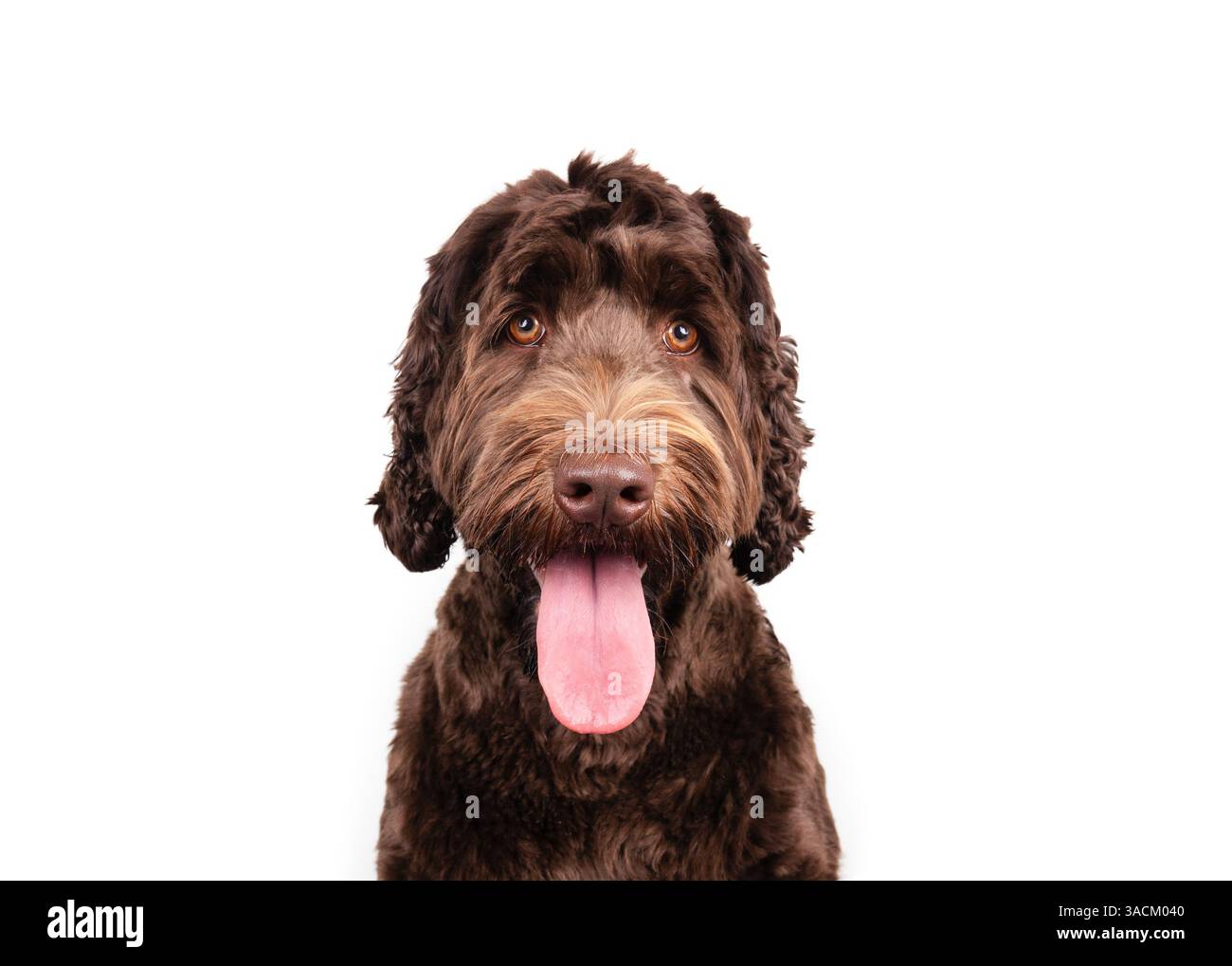 Cane labradoodle rilassato che guarda la macchina fotografica con lunga lingua rosa che fuoriesce. Simpatico e soffice cucciolo che panting. 1 anno, donna, Labradood australiano Foto Stock