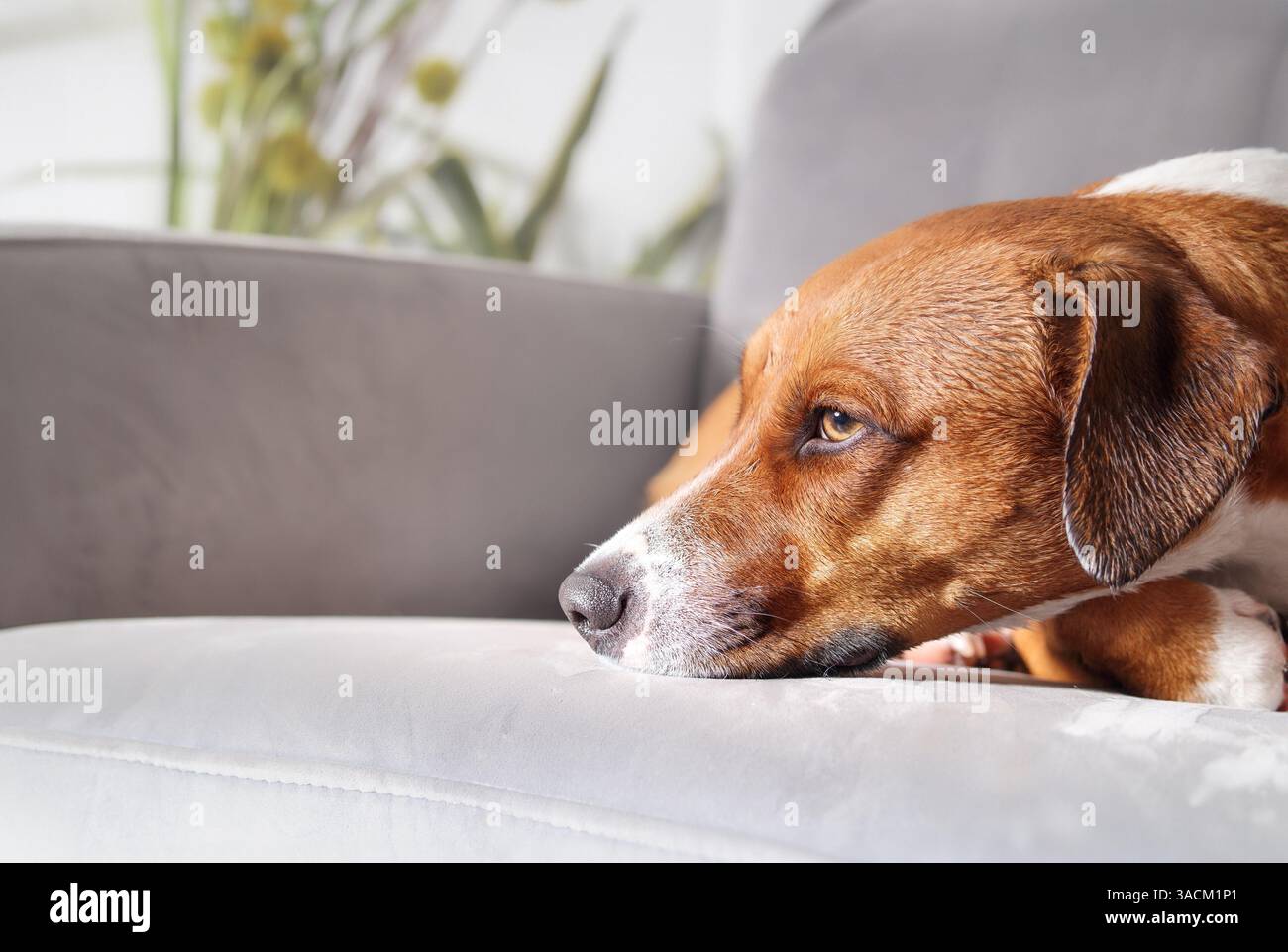 Cane bagnato disteso su una poltrona con un'espressione esausta. Vista laterale del cucciolo marrone ancora bagnato e inzuppato dopo aver giocato con il cane o sotto la pioggia. Donna Foto Stock