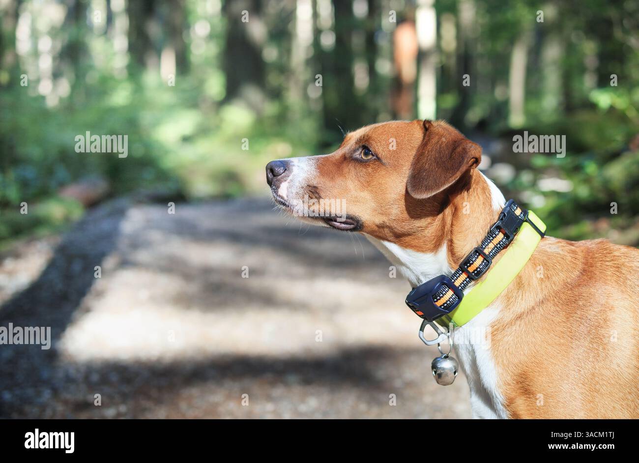 Cane con collare da addestramento remoto e campanello per la correzione della sicurezza e del comportamento. Cucciolo che guarda iper concentrato sullo scoiattolo o sull'uccello nella foresta. Obedi Foto Stock