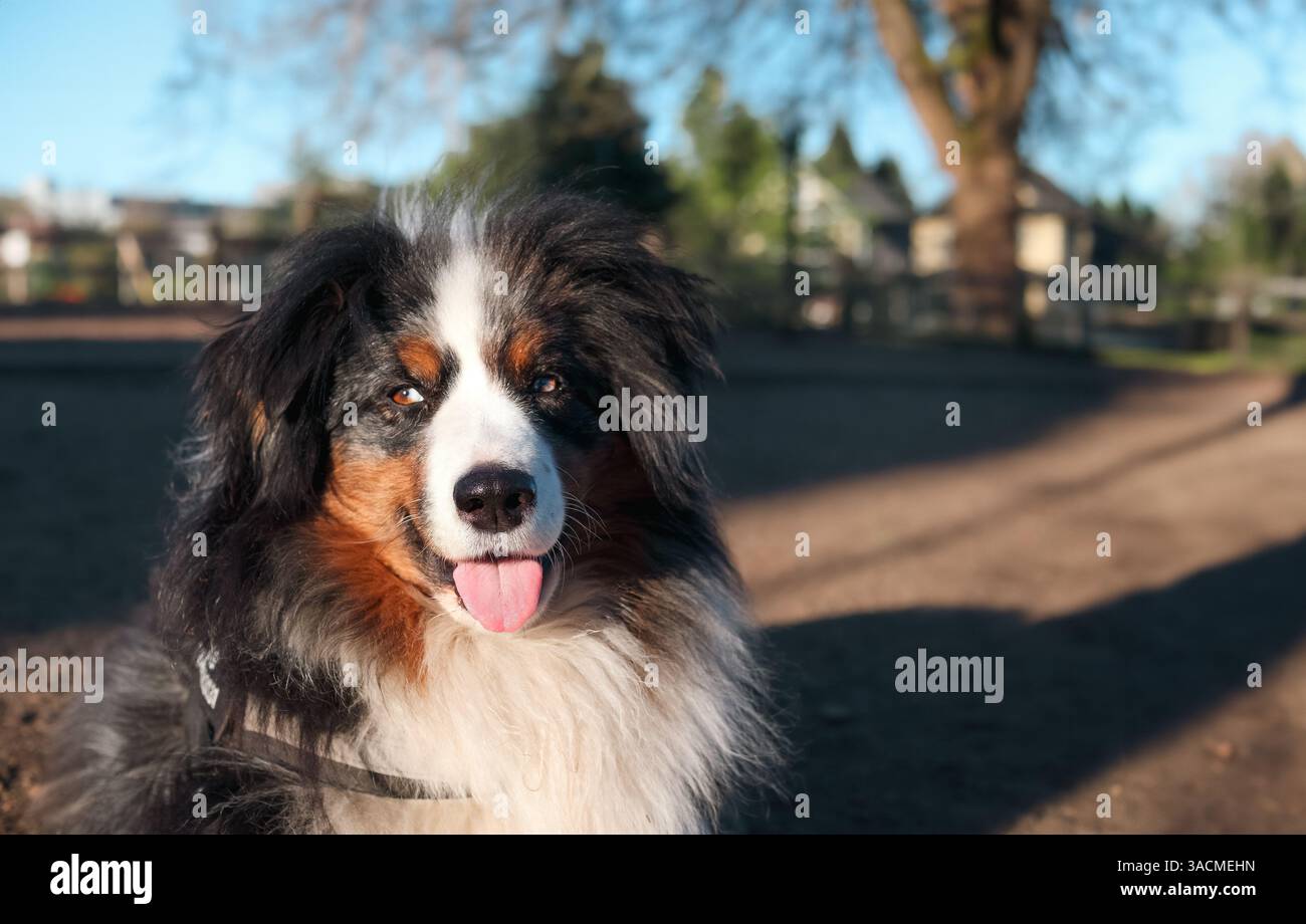 Buon cane seduto nel parco per cani senza guinzaglio mentre guarda la macchina fotografica. Colpo alla testa di un pastore australiano con la lingua che fuoriesce godendosi il sole mattutino Foto Stock