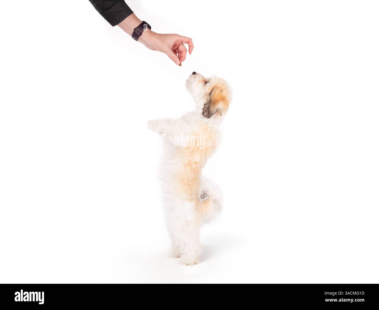 Cane isolato in posizione verticale per un regalo. Piccolo cucciolo bianco soffice in piedi sulle gambe posteriori cercando di raggiungere uno spuntino in mano ai proprietari. sedici settimane fa Foto Stock