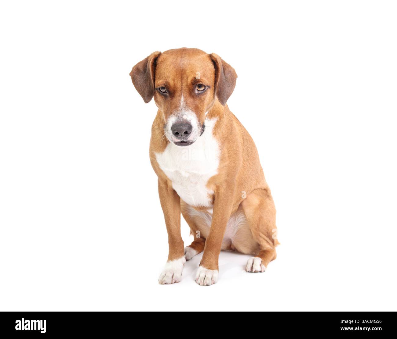 Cane isolato seduto e guardando la macchina fotografica. Simpatico cucciolo con linguaggio del corpo concentrato o in attesa. Addestramento all'obbedienza dei cani. harrier femmina di 2 anni Foto Stock