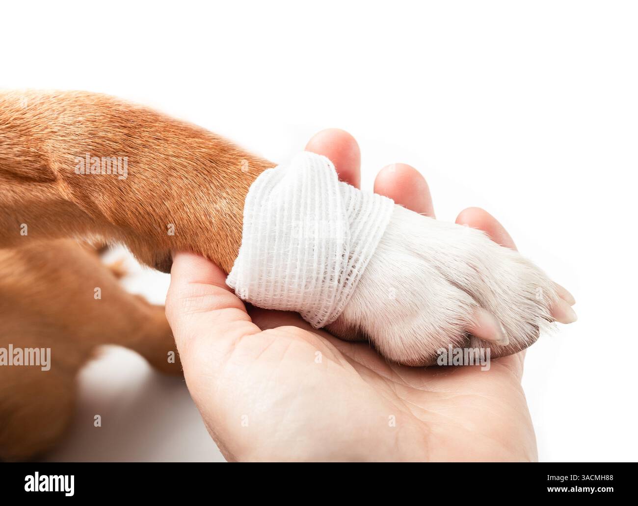 Zampa di cane ferita con benda. Primo piano del proprietario di animali domestici o del veterinario che tiene la zampa avvolta con un tampone di garza. Concetto di pronto soccorso per animali domestici, protezione da guasti dovuti a Foto Stock