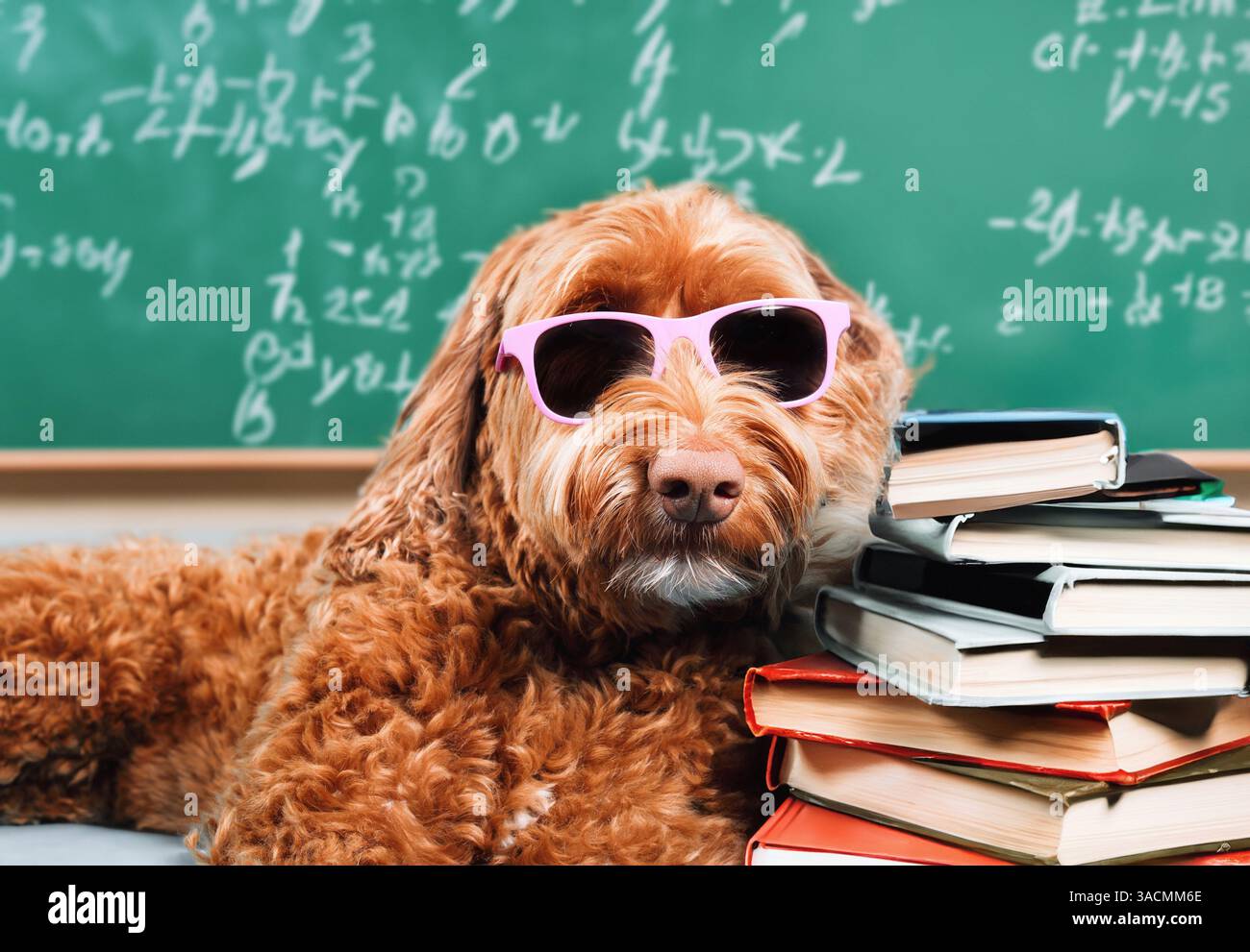 Cane che dorme sui libri di fronte al gesso deconcentrato a scuola. Un cane intelligente che indossa gli occhiali. Studente esaurito o sopraffatto dallo studio per l'esame Foto Stock