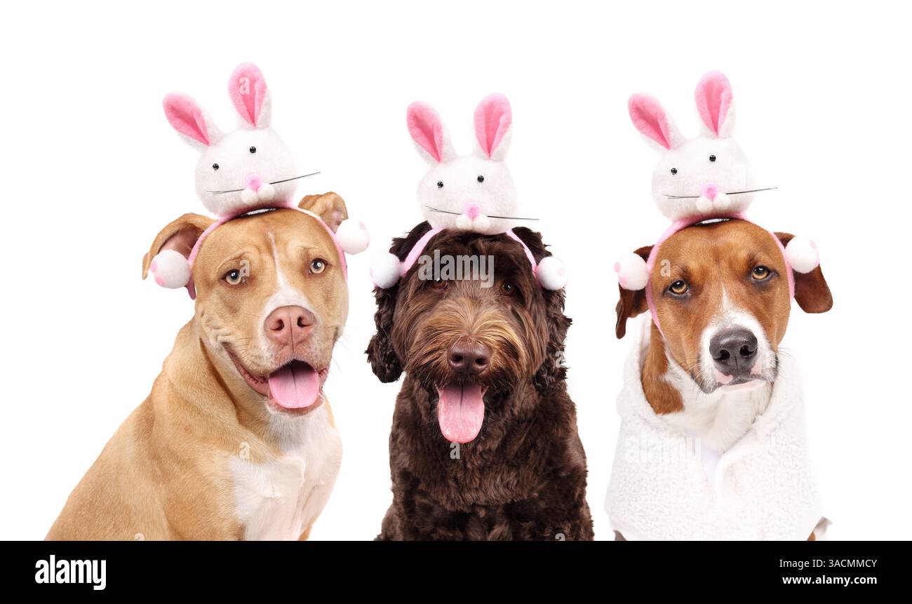 Gruppo di cani con orecchie da coniglio pasquale mentre guardano la macchina fotografica. 3 cuccioli che indossano un cerchietto coniglio. Sfondo pasquale a tema animale. Pitbull m Foto Stock