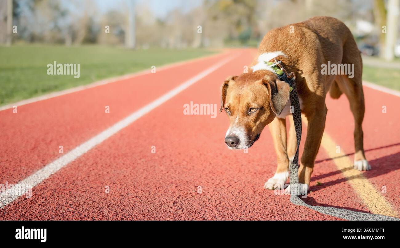 Cane reattivo con un linguaggio del corpo intenso che guarda qualcosa. Corpo completo del cucciolo in piedi con la testa abbassata. Comportamento diffidente, spaventato o aggressivo. Foto Stock