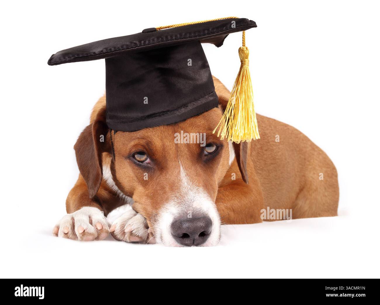 Cane carino con cappello graduato che guarda la macchina fotografica. Cucciolo stanco o annoiato. Concetto a tema PET per feste di laurea, formazione e certificazioni accademiche Foto Stock