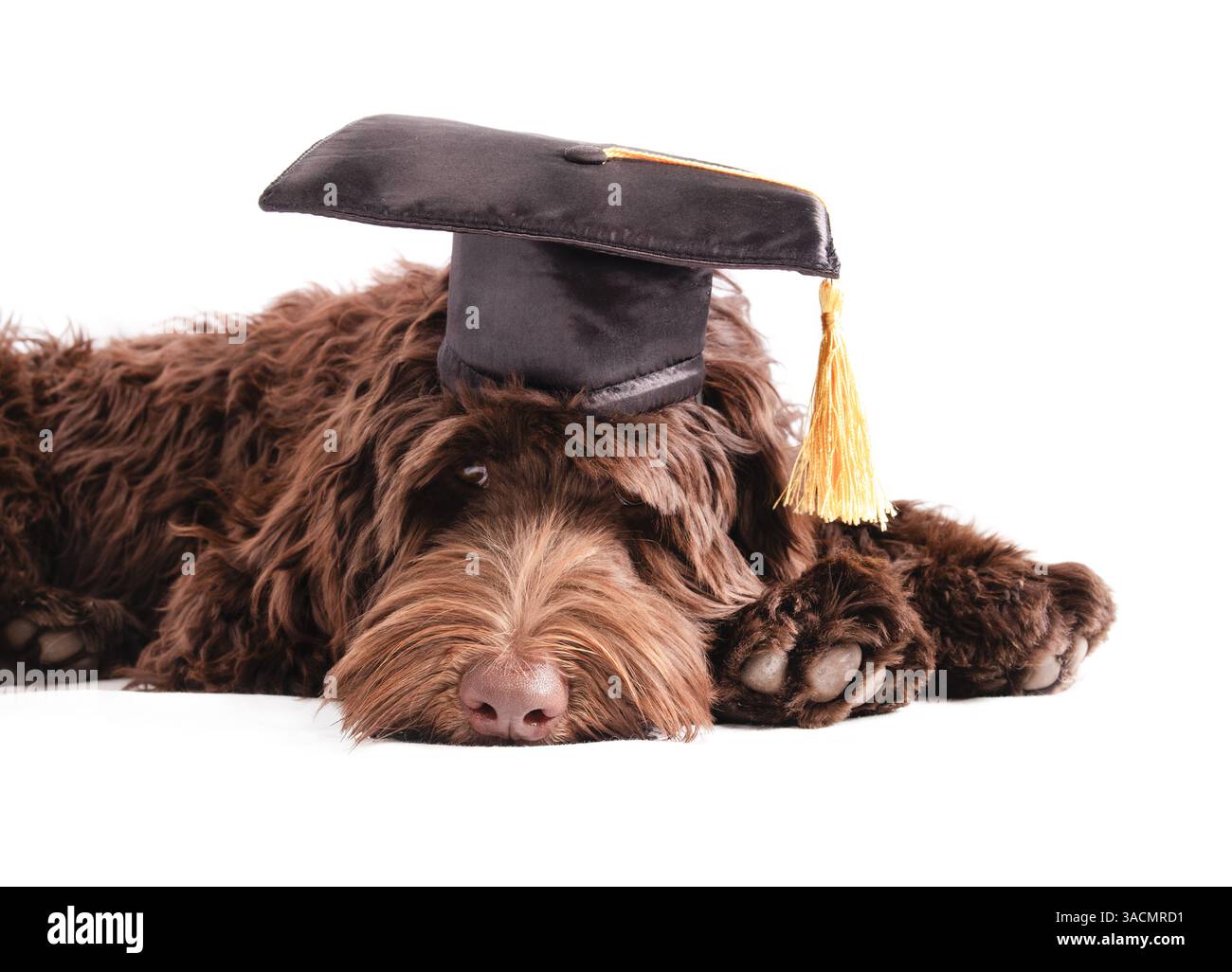 Cucciolo stanco con cappello graduato con nappina e guardando la fotocamera. PET Concept per celebrare lauree, corsi di formazione, certificazioni accademiche o. Foto Stock