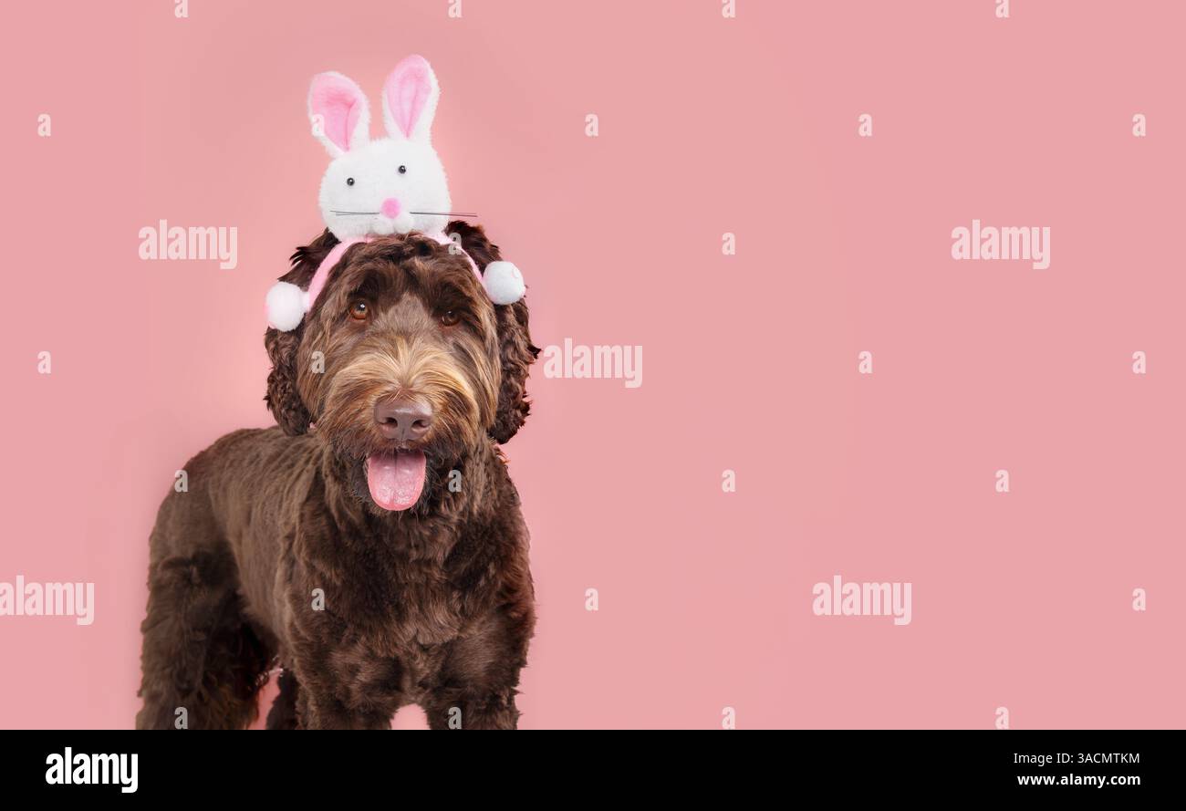 Buon cane con cappello di coniglio pasquale su sfondo colorato. Simpatico e soffice cucciolo che indossa una fascia coniglietto per la festa di pasqua. Labradood donna Foto Stock