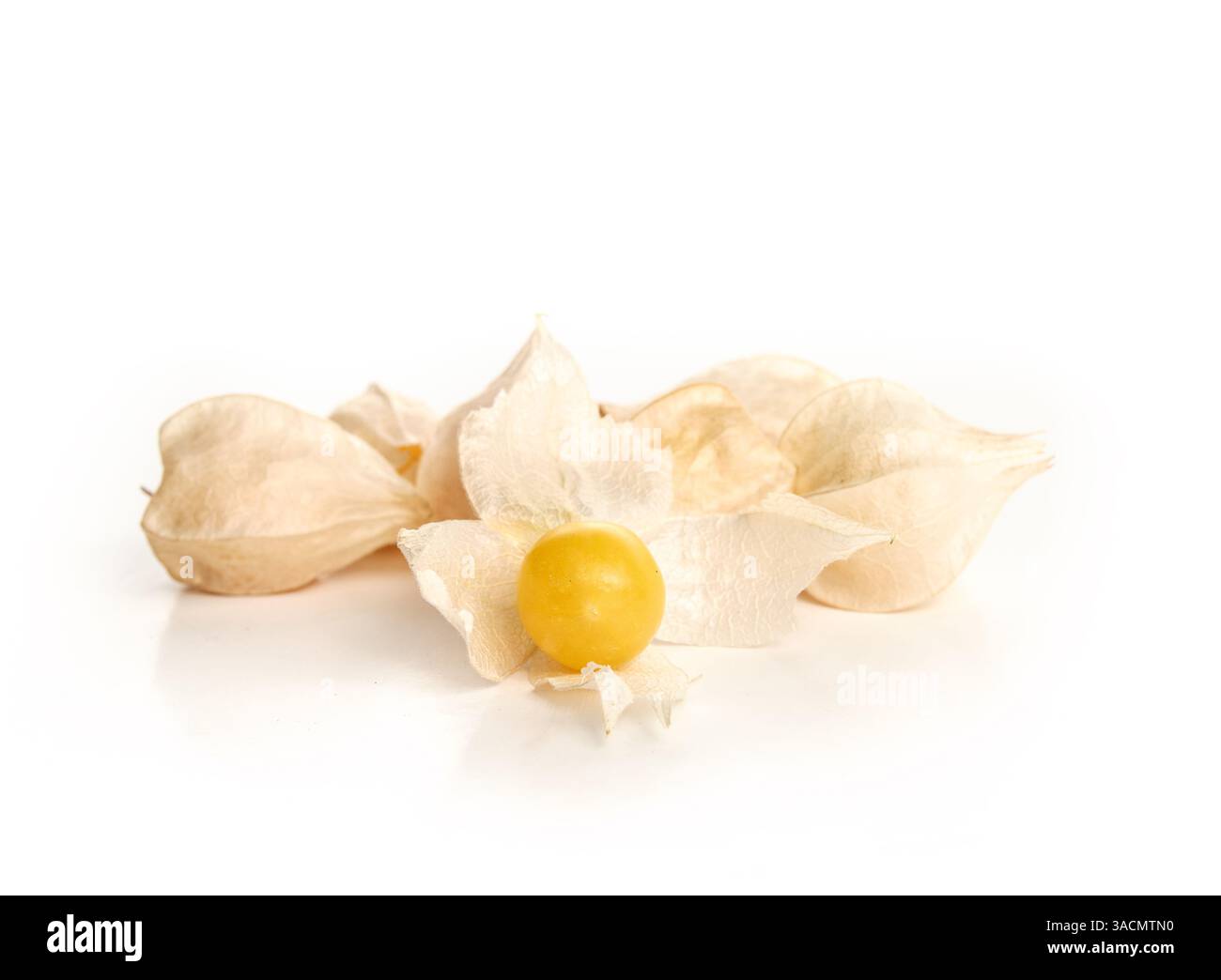 Ciliegie mature macinate. Piccole ciliegie gialle o arancioni in buccia. Raccolta di ciliegie di zia Molly. Bacche di Poha, pichuberry, inca o fragola t Foto Stock