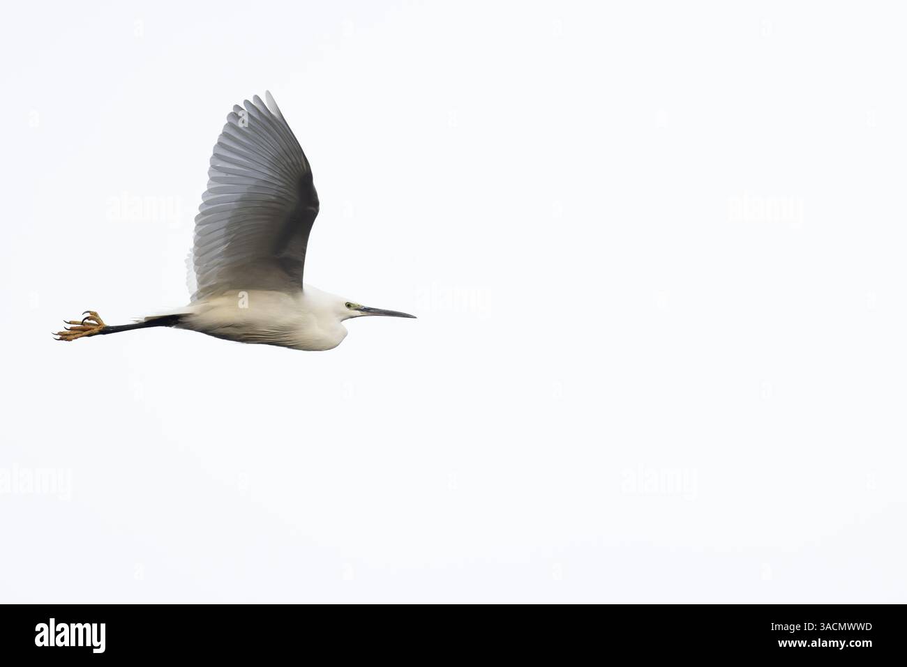 Little Egret (Egretta Garzetta) Norfolk marzo 2025 Foto Stock