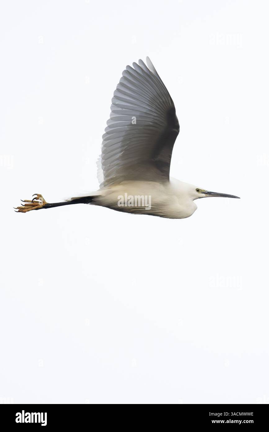 Little Egret (Egretta Garzetta) Norfolk marzo 2025 Foto Stock