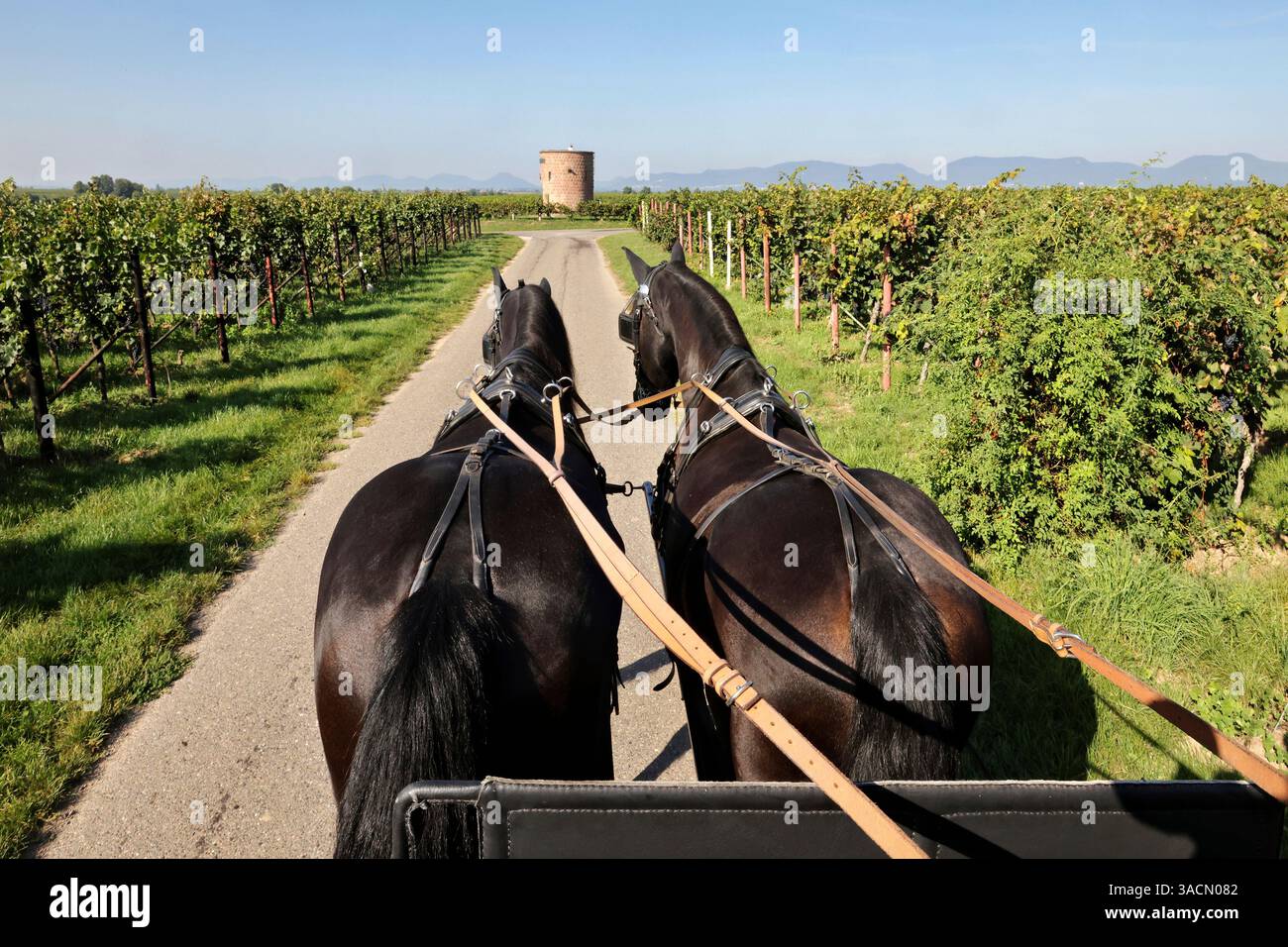 cavallo, cavallo da lavoro, prospettiva del cocchiere, cavallo da tiro, strada di campagna, giro in carrozza tradizionale, giro in carrozza, paesaggio naturale, paesaggio, idillio rurale, animale Foto Stock