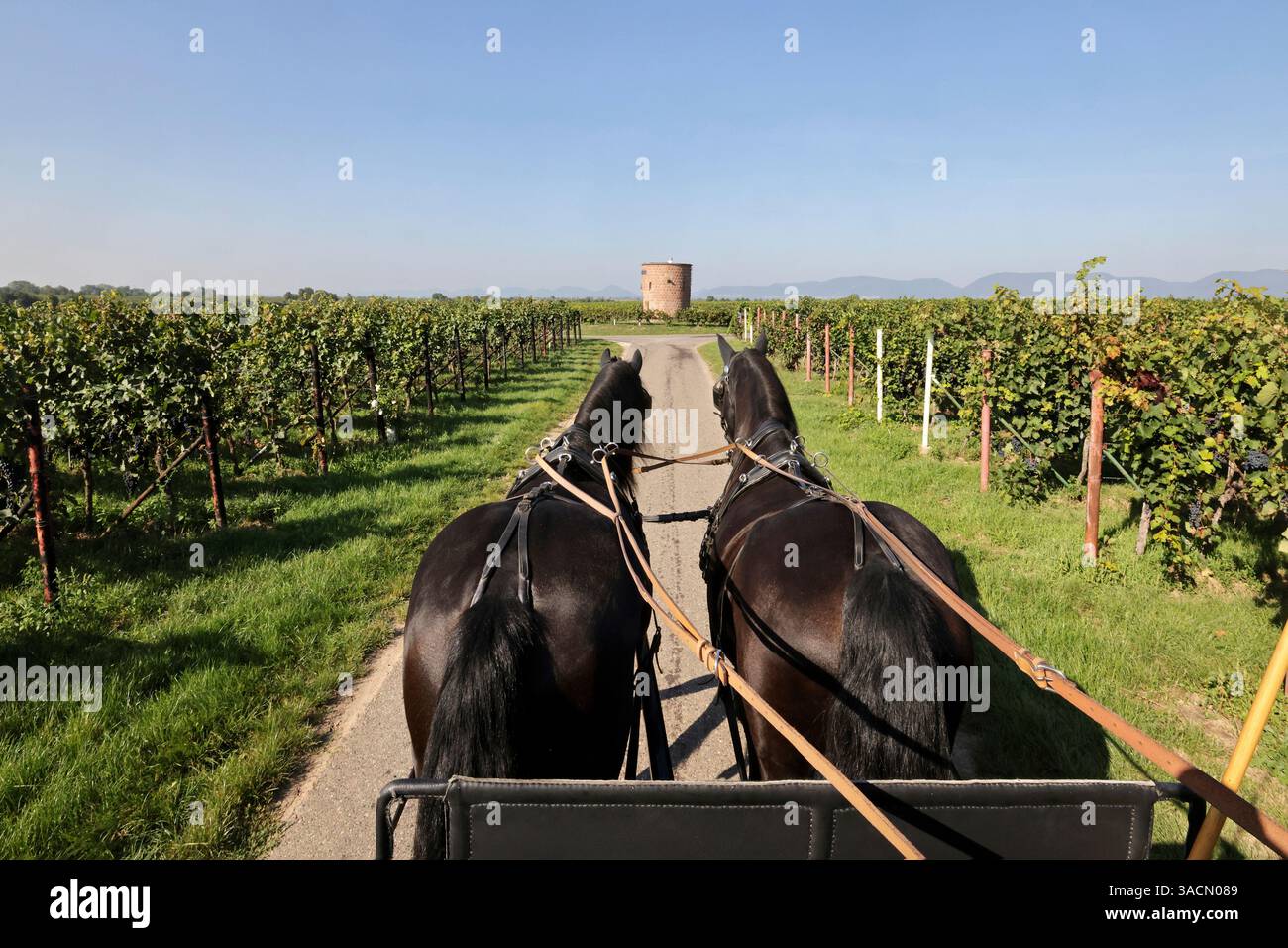 cavallo, cavallo da lavoro, prospettiva del cocchiere, cavallo da tiro, strada di campagna, giro in carrozza tradizionale, giro in carrozza, paesaggio naturale, paesaggio, idillio rurale, animale Foto Stock