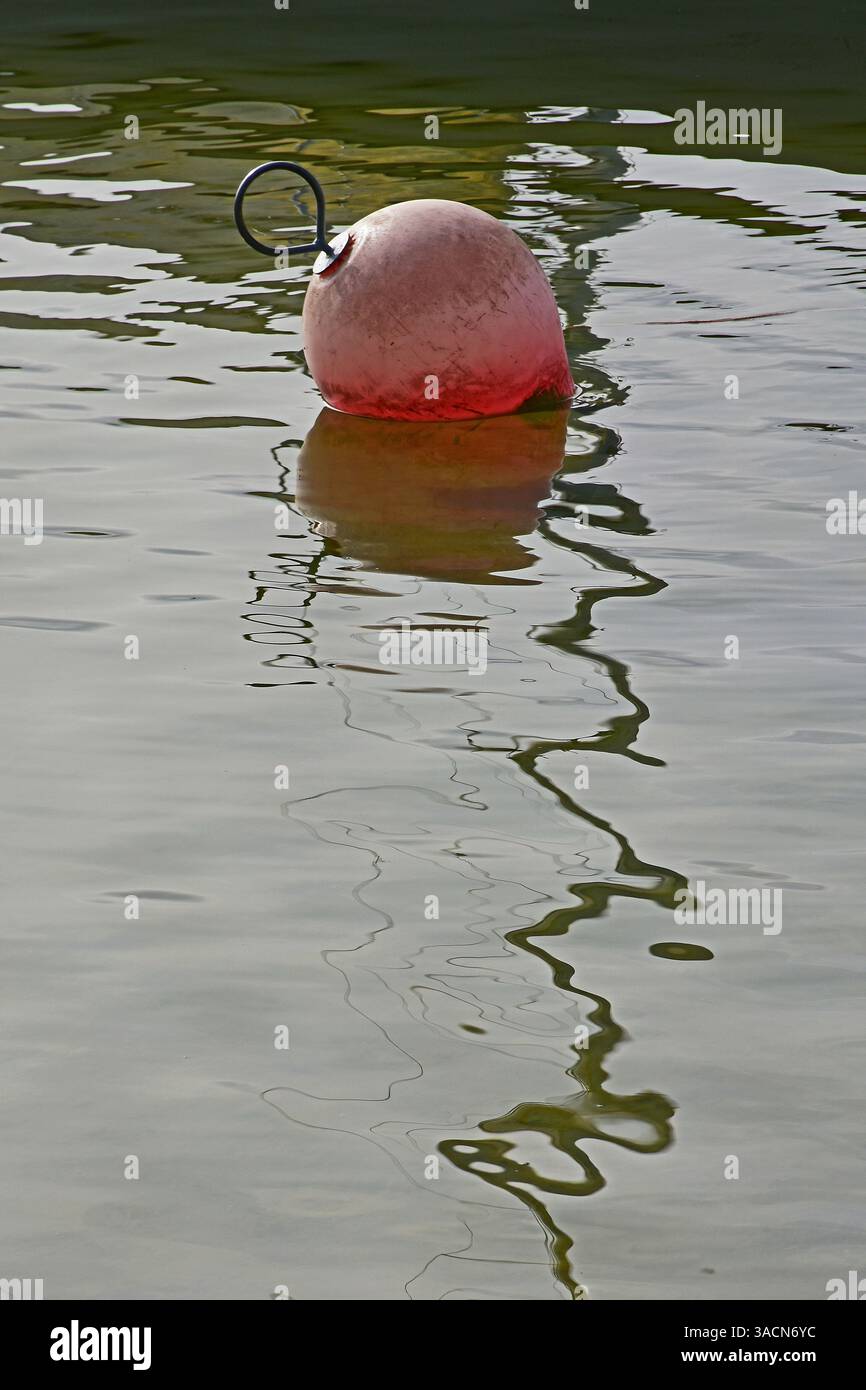 La boa in acqua Foto Stock