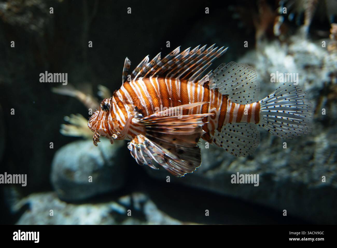 Vista laterale di un pesce leone all'interno dell'acquario Foto Stock