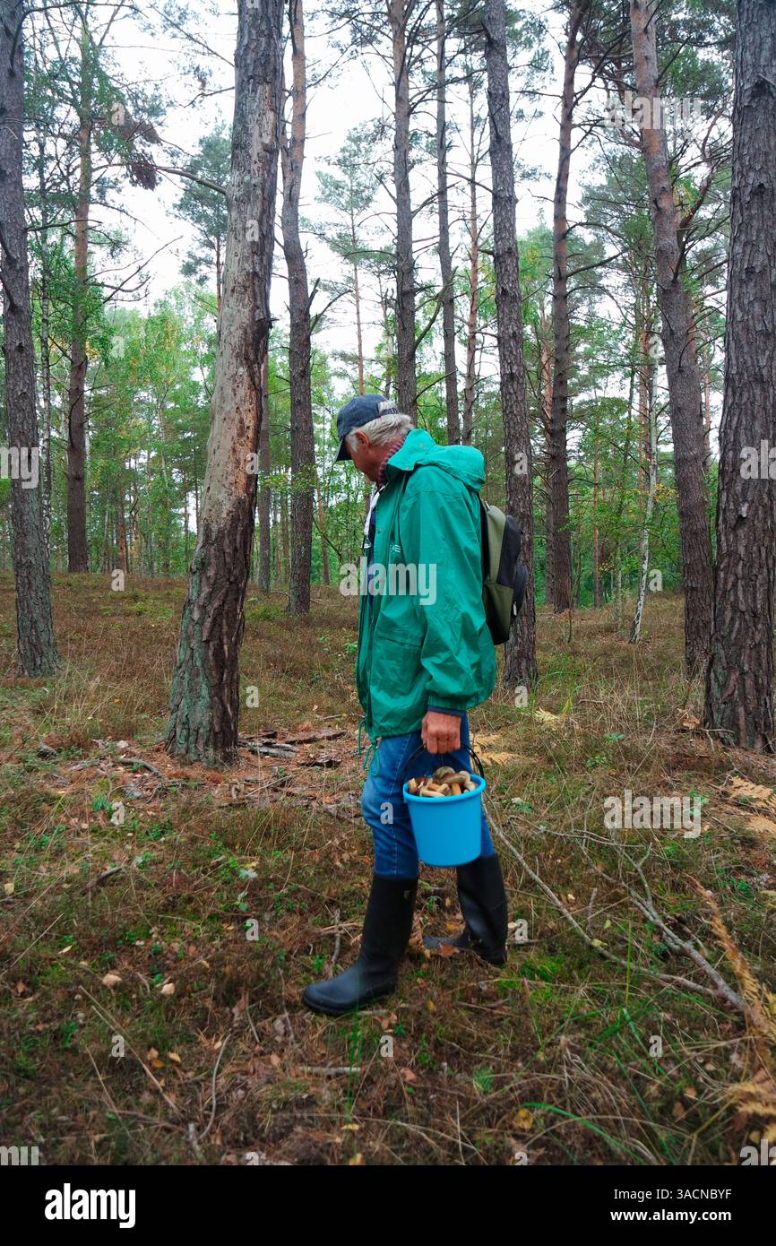 L'uomo la raccolta di funghi nella foresta Foto Stock