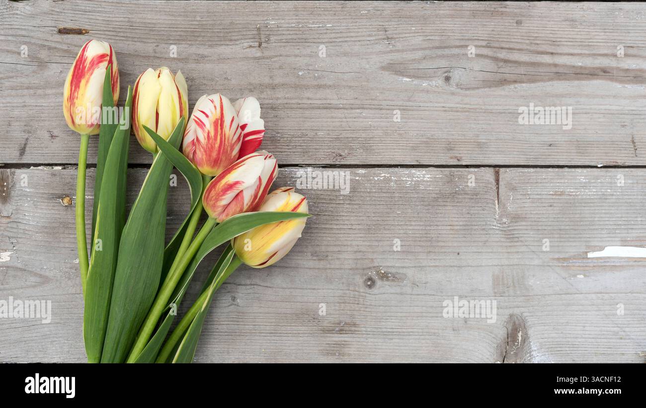 Bouquet di tulipani a righe in rosso, giallo e bianco con spazio di testo, Foto Stock