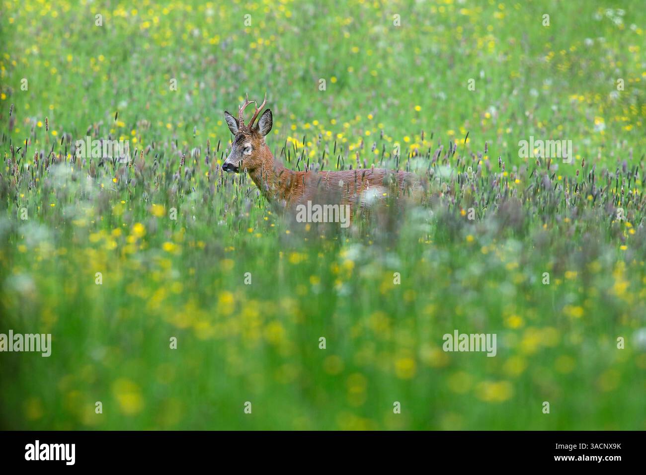 Natura, estate, prato, cervi, caprioli, Capreolus capreolus, roebuck, corna, prudente, timido, foraggio, pascolo, stalking, stalking, cacciabile, caccia Foto Stock