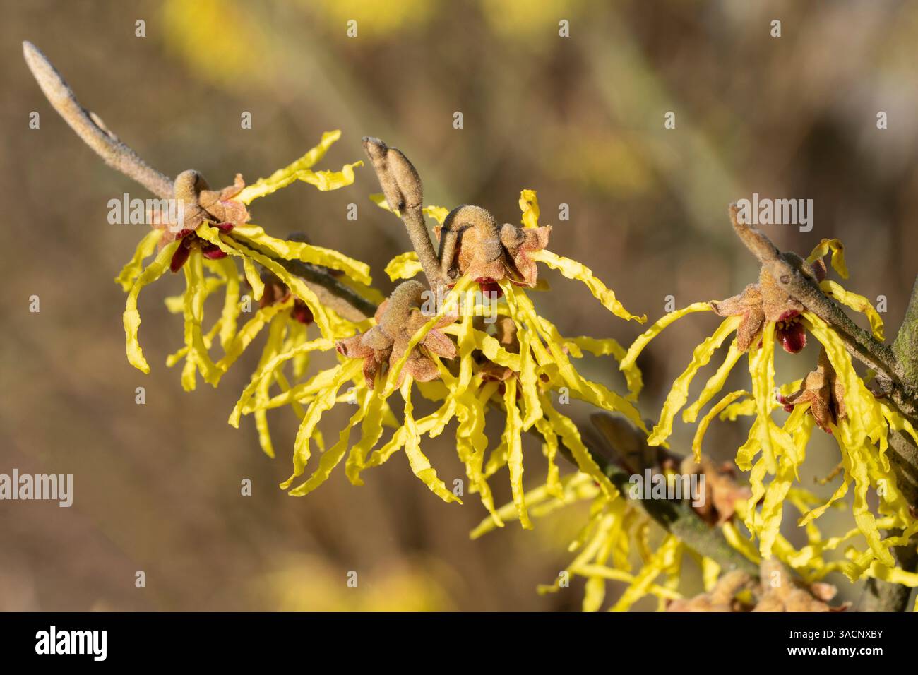 Amamelide ibrido (Hamamelis intermedia), i colori della primavera Foto Stock