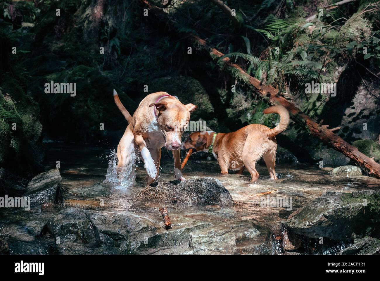 Cane che salta dopo essere rimasto in acqua con cane deconcentrato e foresta. Cane in movimento. Due amici cani si godono una rinfrescata a creek o un rinfresco. Donna Foto Stock