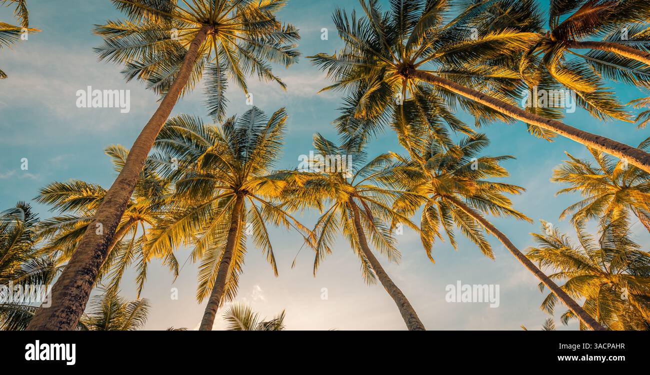 Palme sagomate contro il vibrante cielo del tramonto. Paradiso tropicale con vista dall'angolo basso, paesaggio tranquillo dell'isola, esotica spiaggia al tramonto Foto Stock