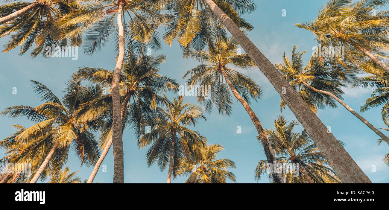 Palme sagomate contro il vibrante cielo del tramonto. Paradiso tropicale con vista dall'angolo basso, paesaggio tranquillo dell'isola, esotica spiaggia al tramonto Foto Stock
