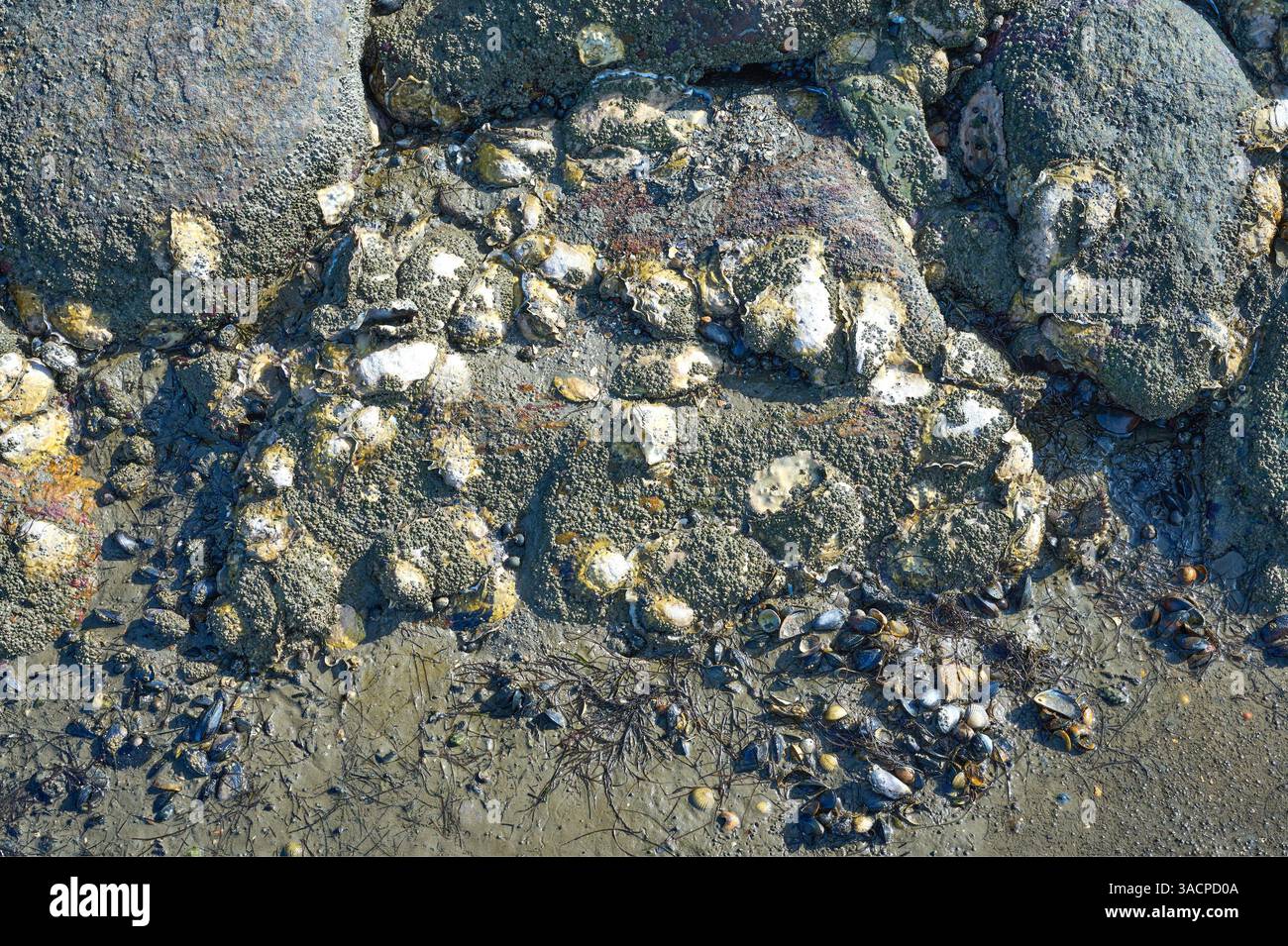 Oyster (Magallana gigas) Shell e Acorn Barnacles (Semibalanus balanoides) su una pietra a Shore durante la bassa marea, Mare del Nord, Frisia settentrionale, Parco Nazionale di Wattenmeer, Germania Foto Stock
