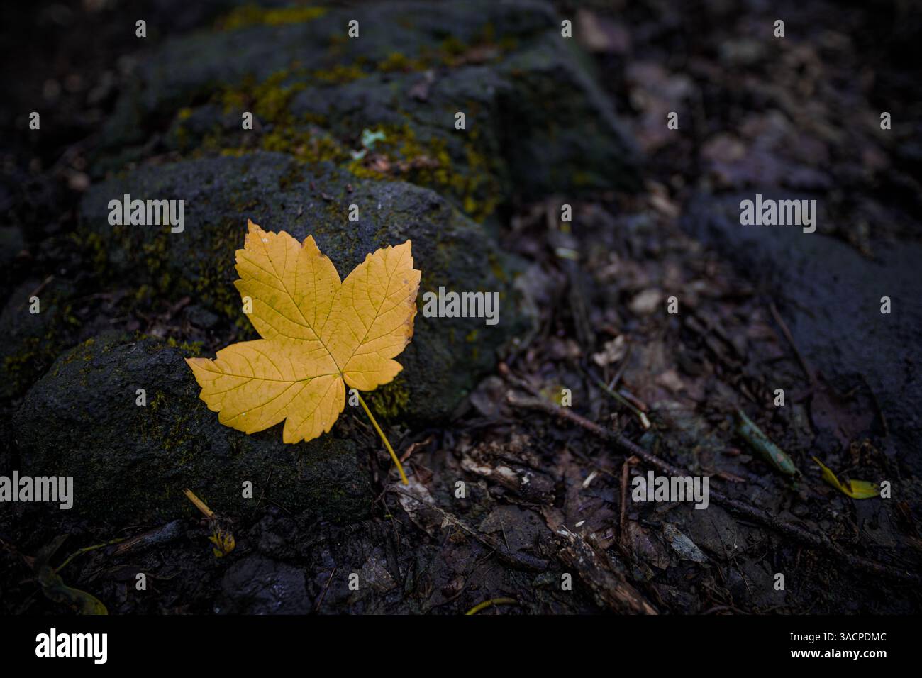 Foglie gialle appoggiate sulla roccia, dettagli sereni, colori vivaci e texture robuste in una natura tranquilla. Carta da parati ecologica della foresta, primo piano artistico Foto Stock