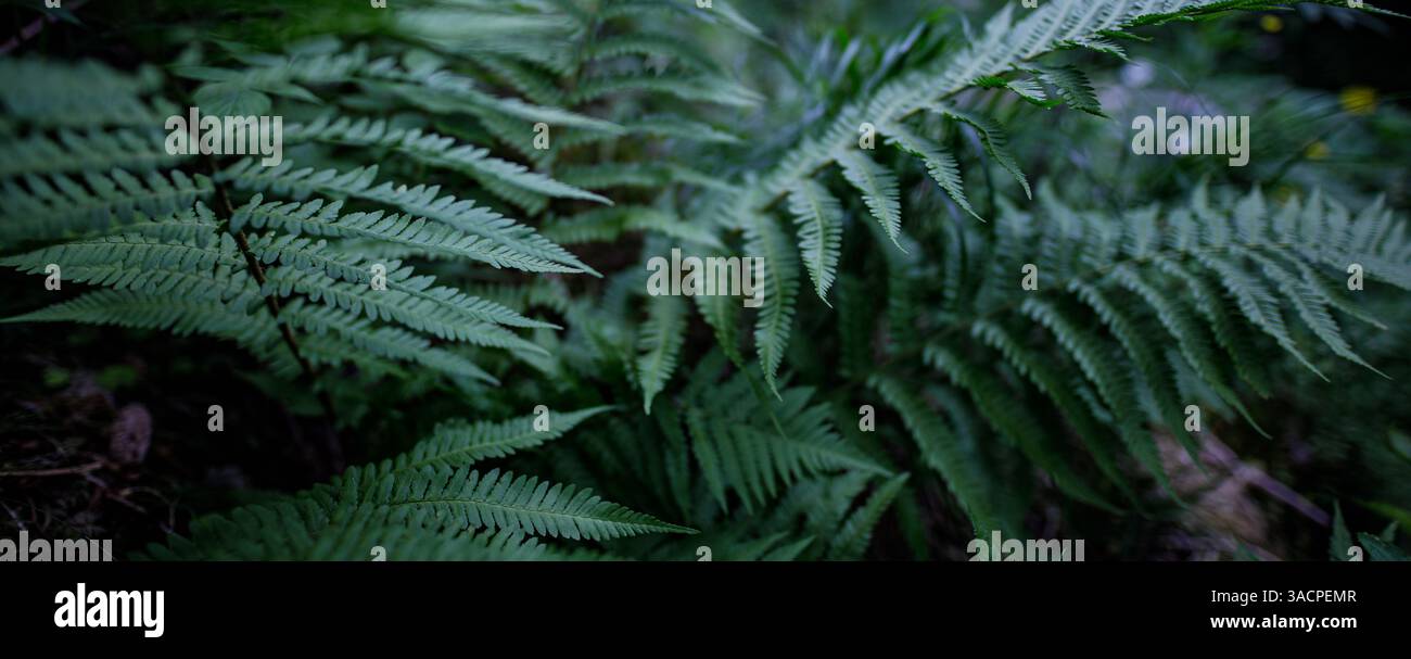 Ampia vista panoramica di felci verdi a strati che formano uno sfondo denso di intricati motivi naturali, tropicale, botanica o forestale Foto Stock