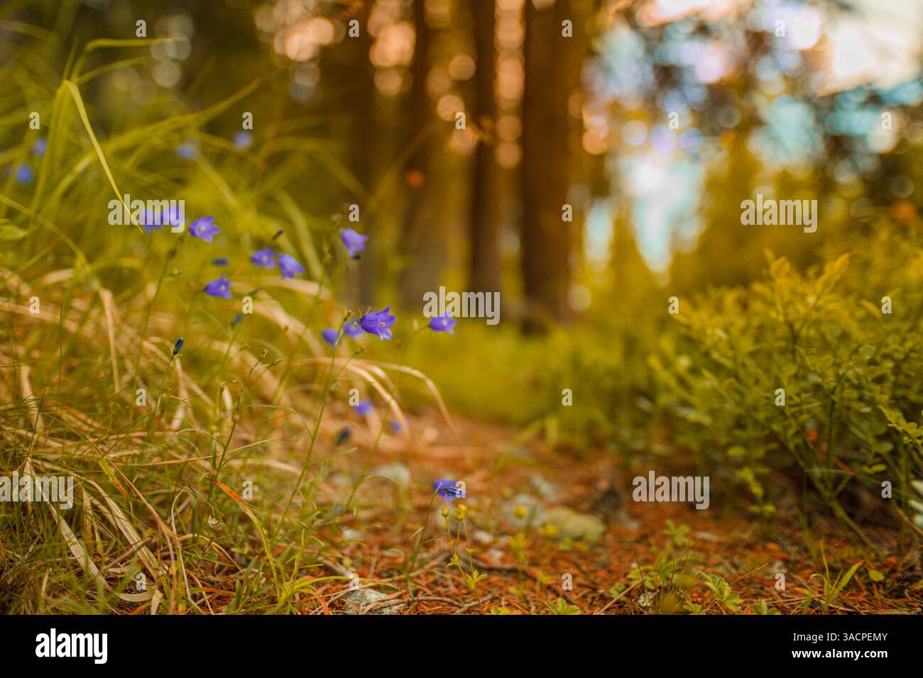 Prato colorato e sereno riempito di piccoli e delicati fiori blu che ondeggiano dolcemente dalla brezza, sfondo verdeggiante sfocato e tranquillo primo piano della natura. Ispirazione Foto Stock