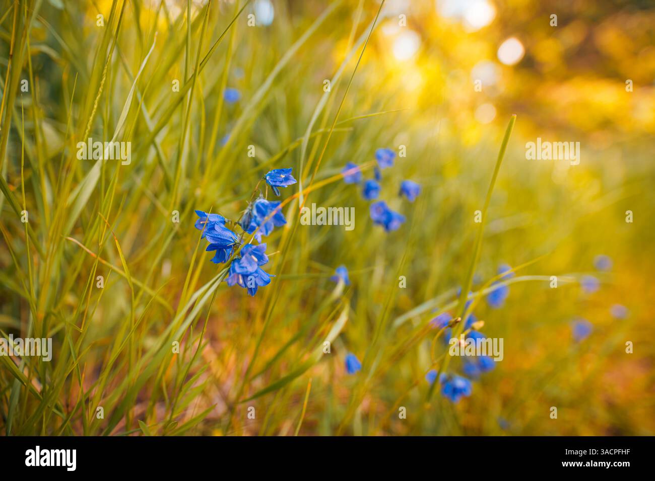 Prato colorato e sereno riempito di piccoli e delicati fiori blu che ondeggiano dolcemente dalla brezza, sfondo verdeggiante sfocato e tranquillo primo piano della natura. Ispirazione Foto Stock